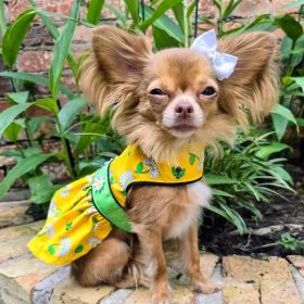 Ladybugs and Daisies Dog Dress with Matching Leash (size: Xlargee)