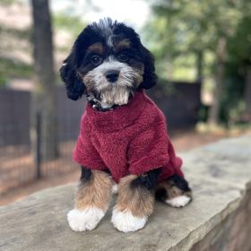 Soft Plush Pullover Burgundy (size: 2XL)