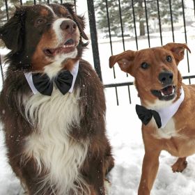 Black Satin Bowtie Collar (size: large)