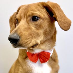 White Collar with Red Satin Bow Tie (size: small)