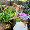 Watermelon Dog Dress.