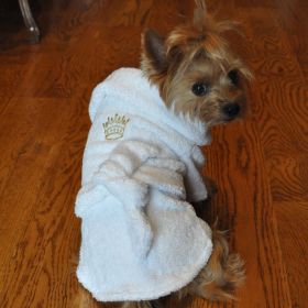 Luxury Dog Bath Robe (Color: Gold Crown, size: small)